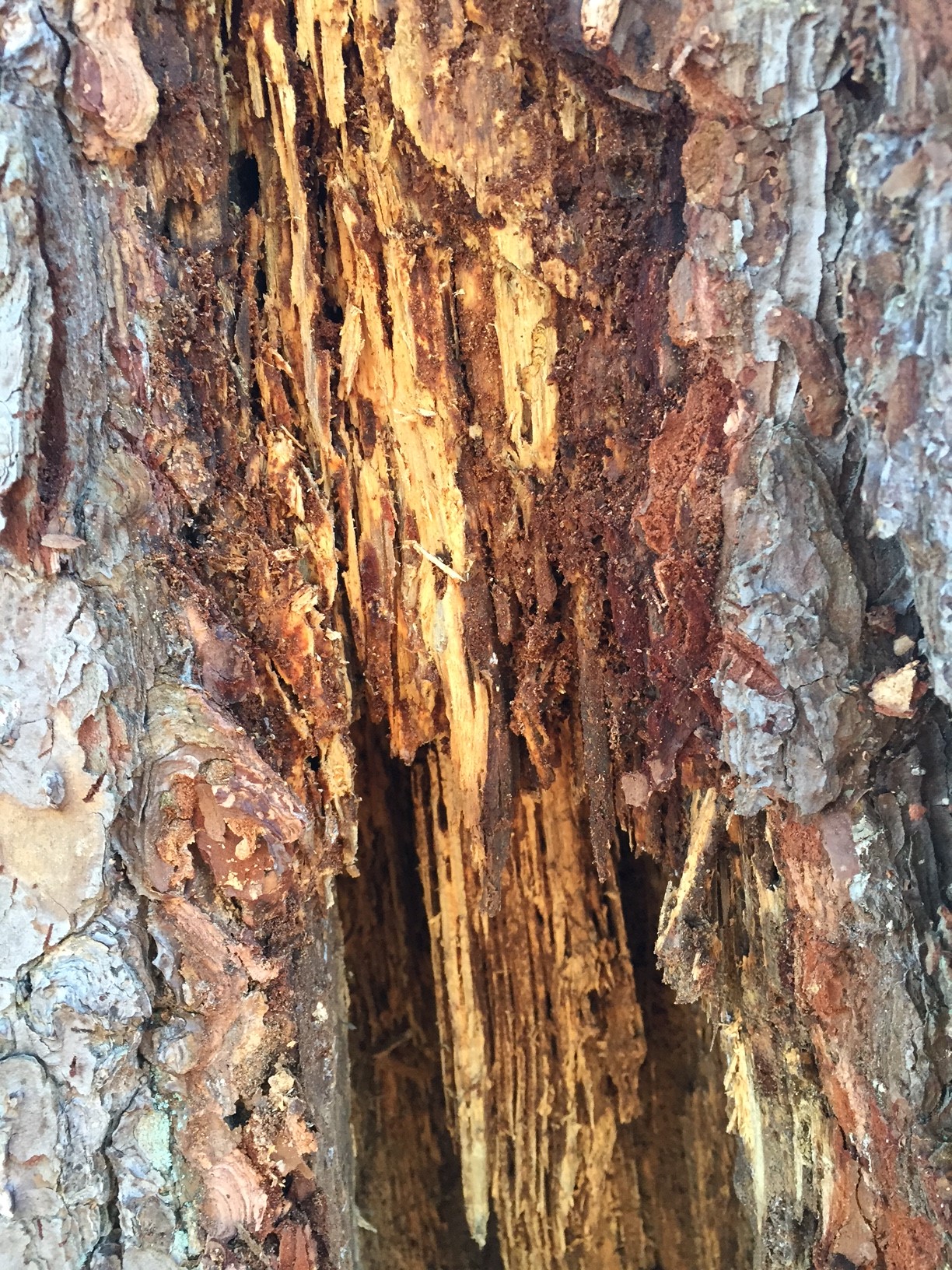 Pine Damaged by Termites and Rodents Walter Reeves The