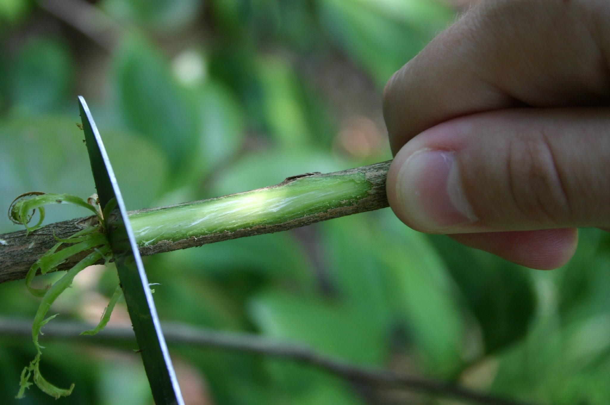 Air Layering How To Walter Reeves The Gardener