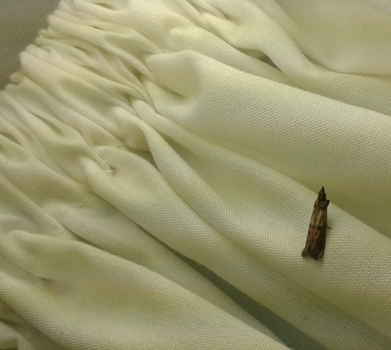 Clothes Moth Control Walter Reeves The Gardener