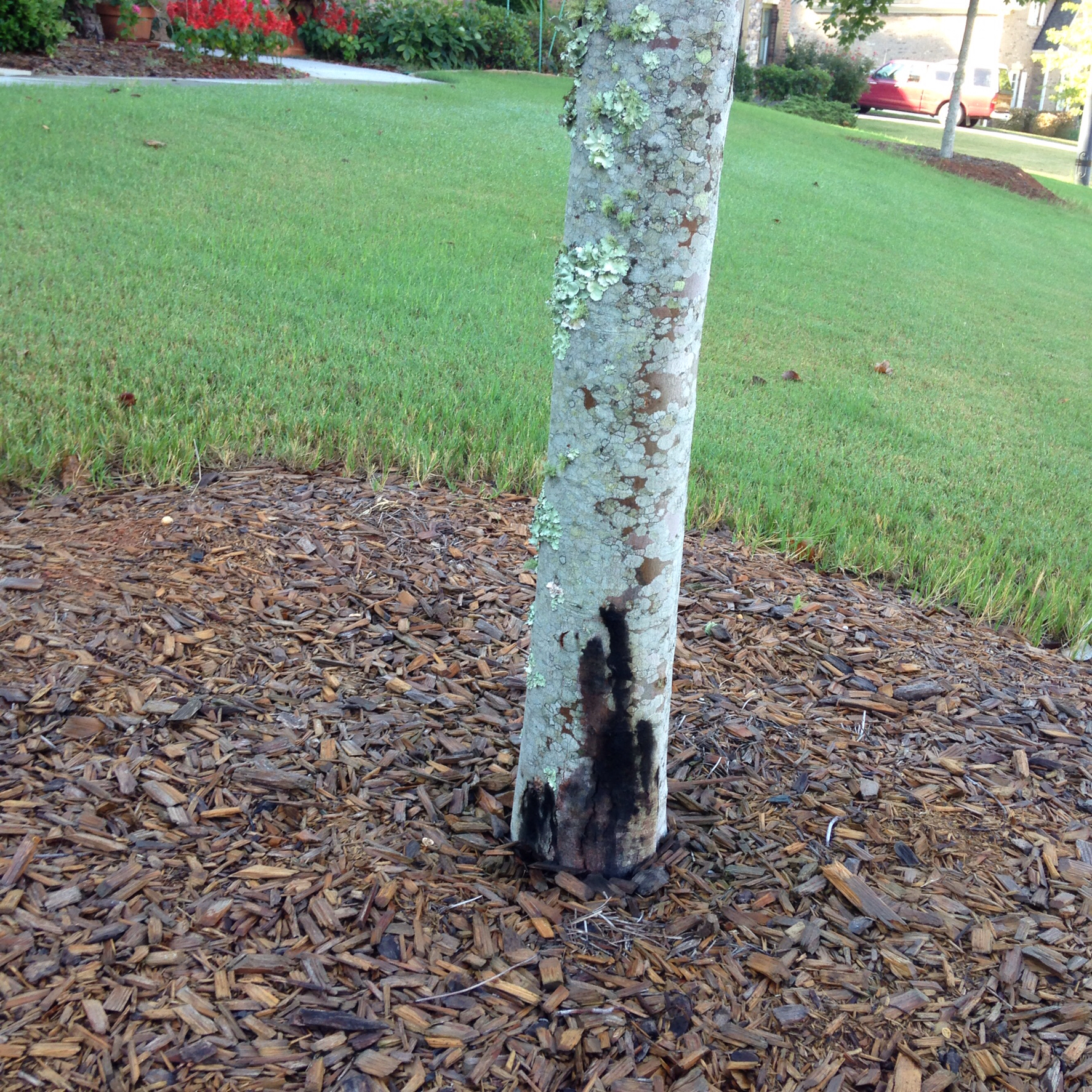 Maple Tree Planted Too Deep Walter Reeves The Gardener