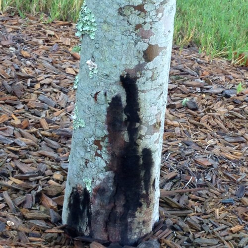 Maple Tree Planted Too Deep Walter Reeves The Gardener