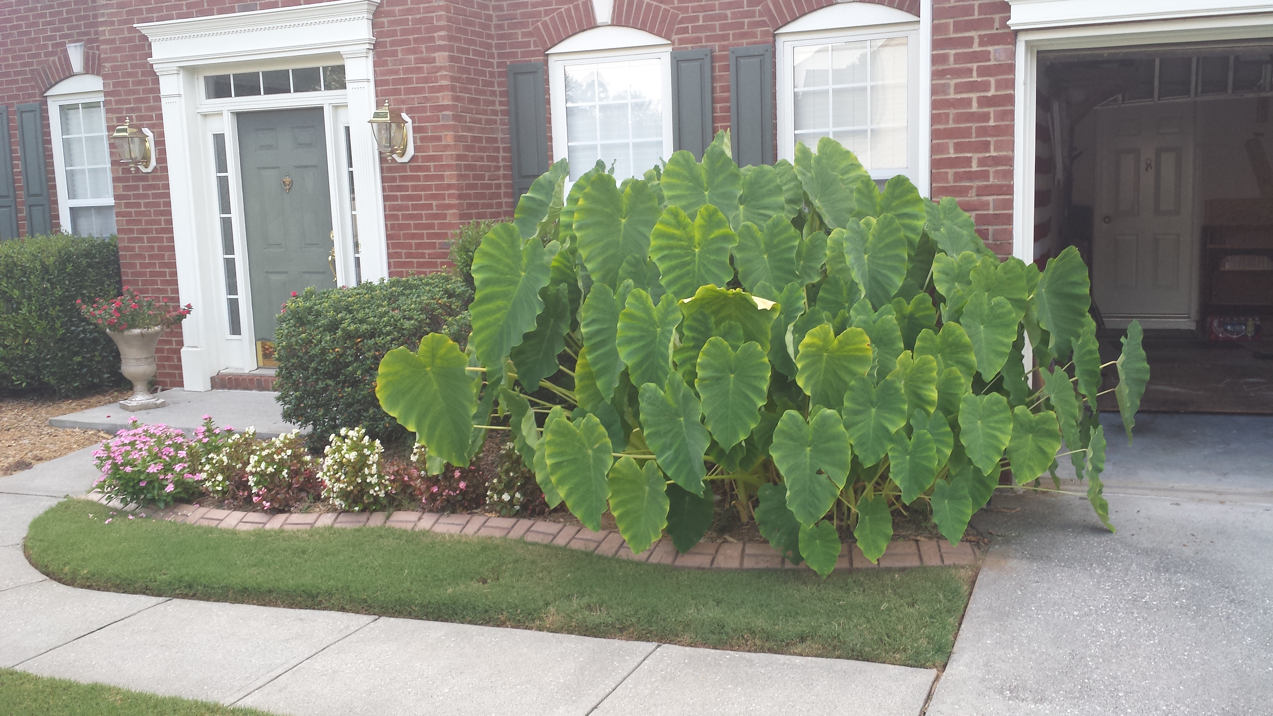 Spreading Elephant Ear Transplanting Walter Reeves The
