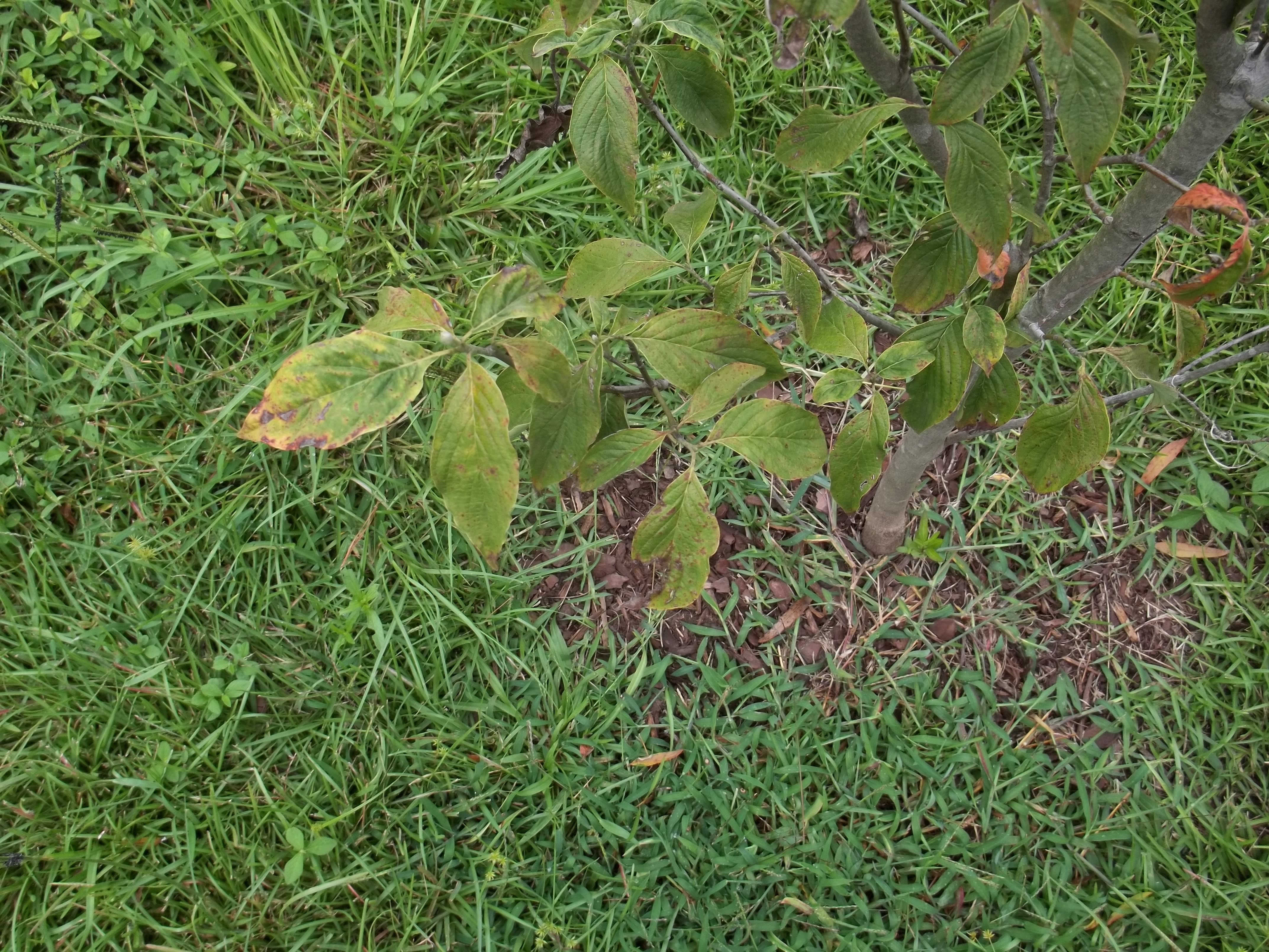 Dogwood Leaves Brown Walter Reeves The Gardener