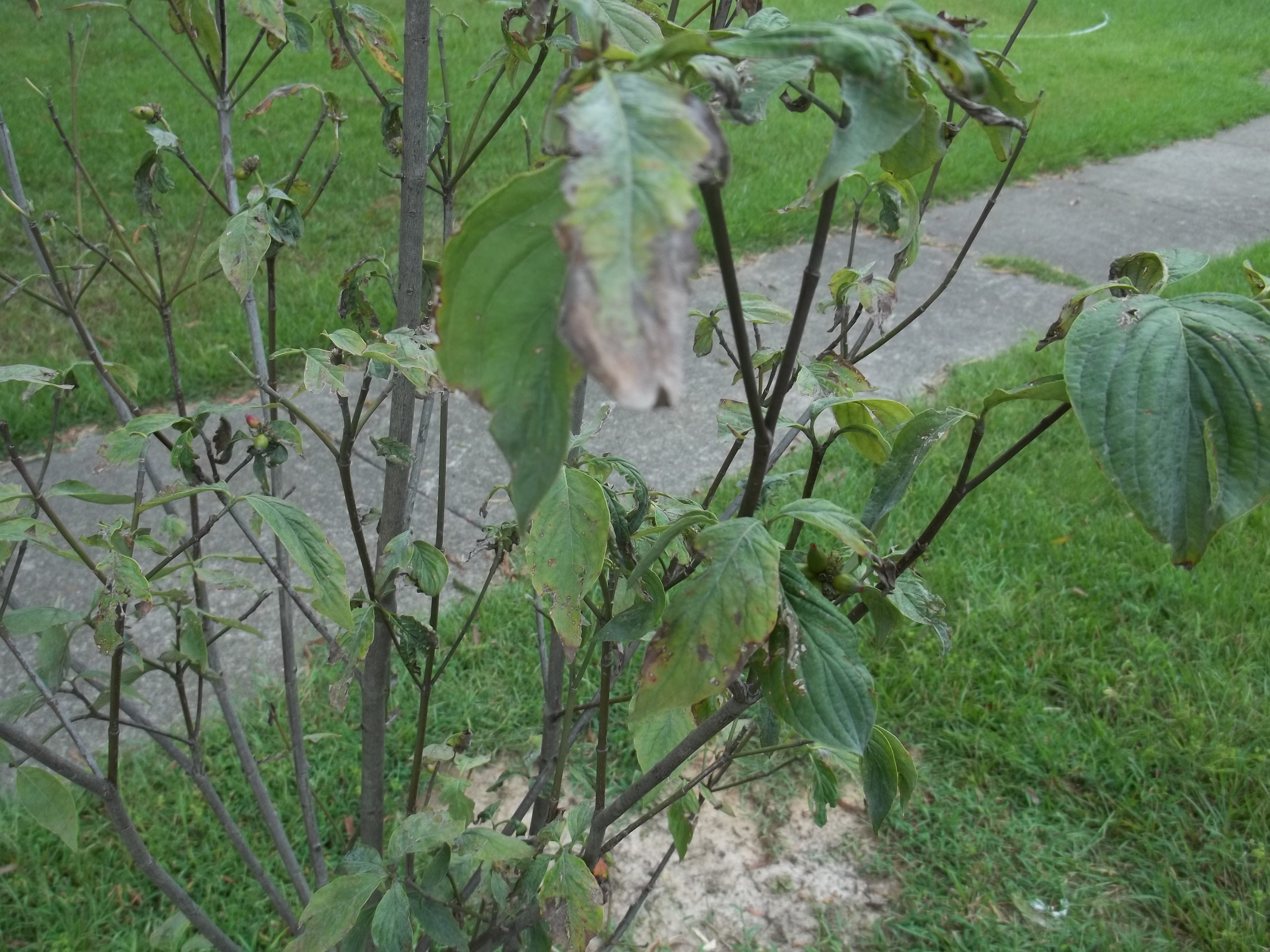 Dogwood Leaves Brown Walter Reeves The Gardener