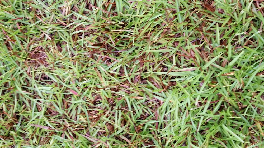 Centipedegrass PH Too High Walter Reeves The Georgia Gardener