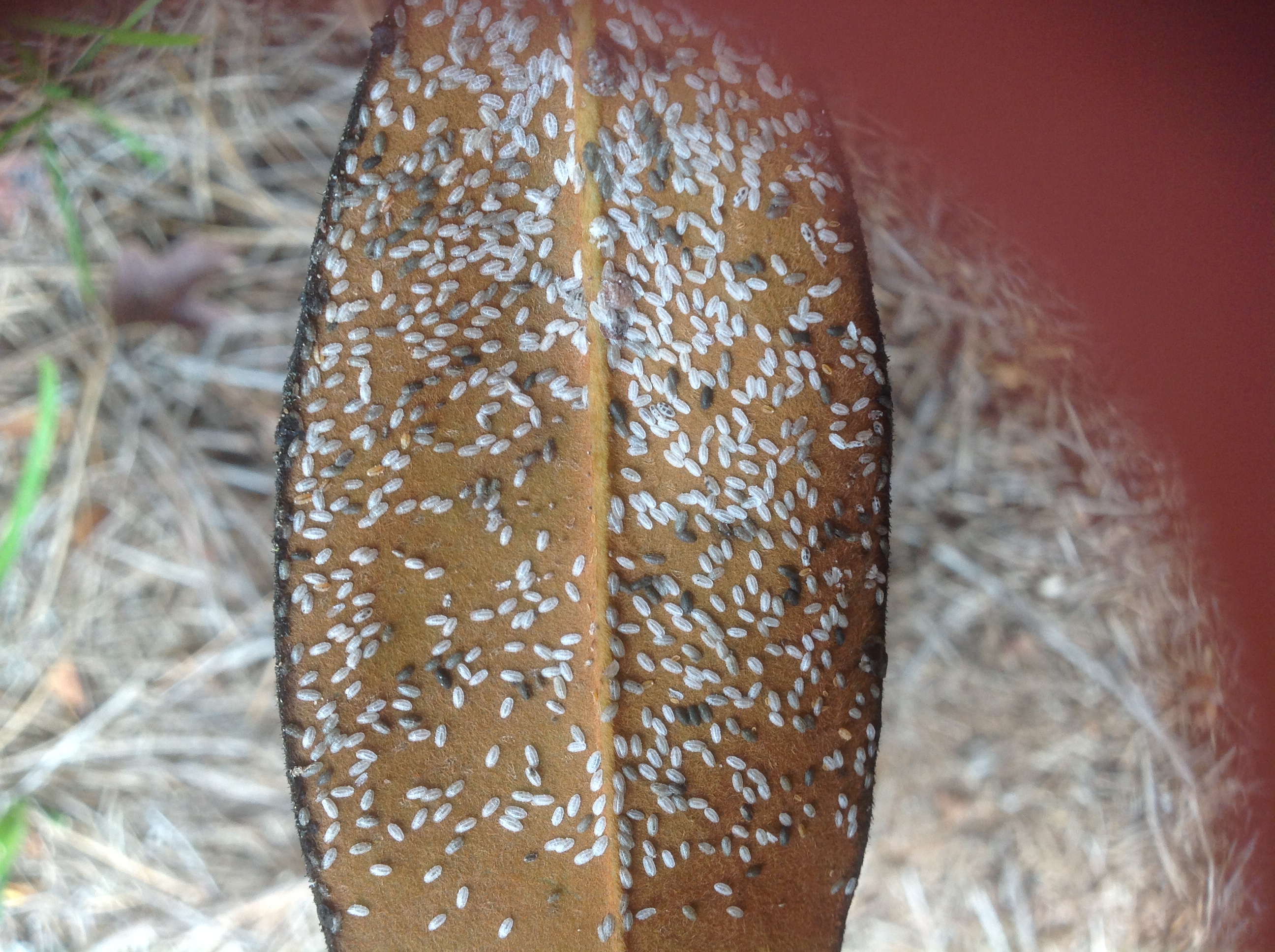 Magnolia Scale Controlling Walter Reeves The Gardener