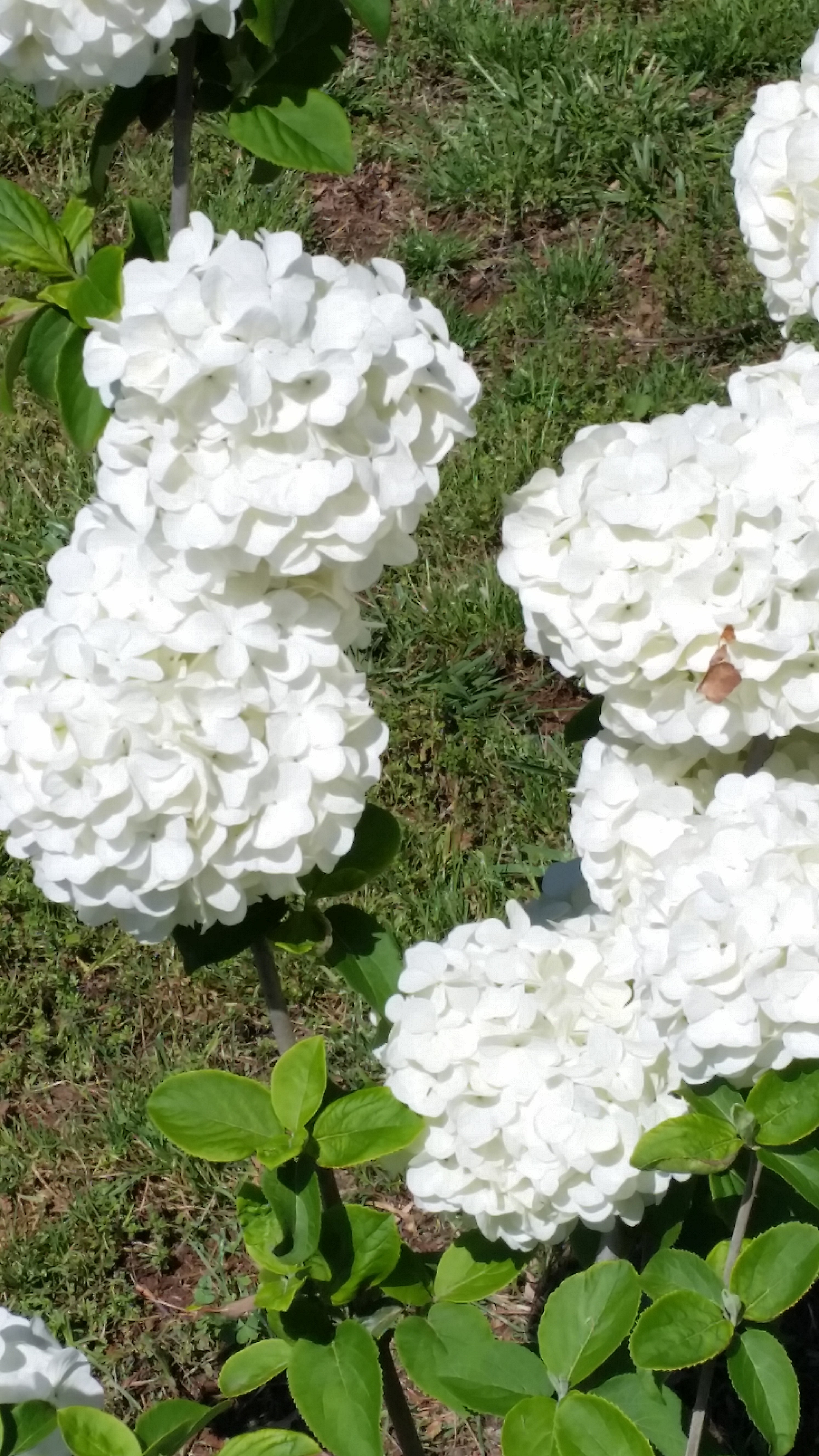 Snowball Viburnum Lacecap Flowers Walter Reeves The Gardener