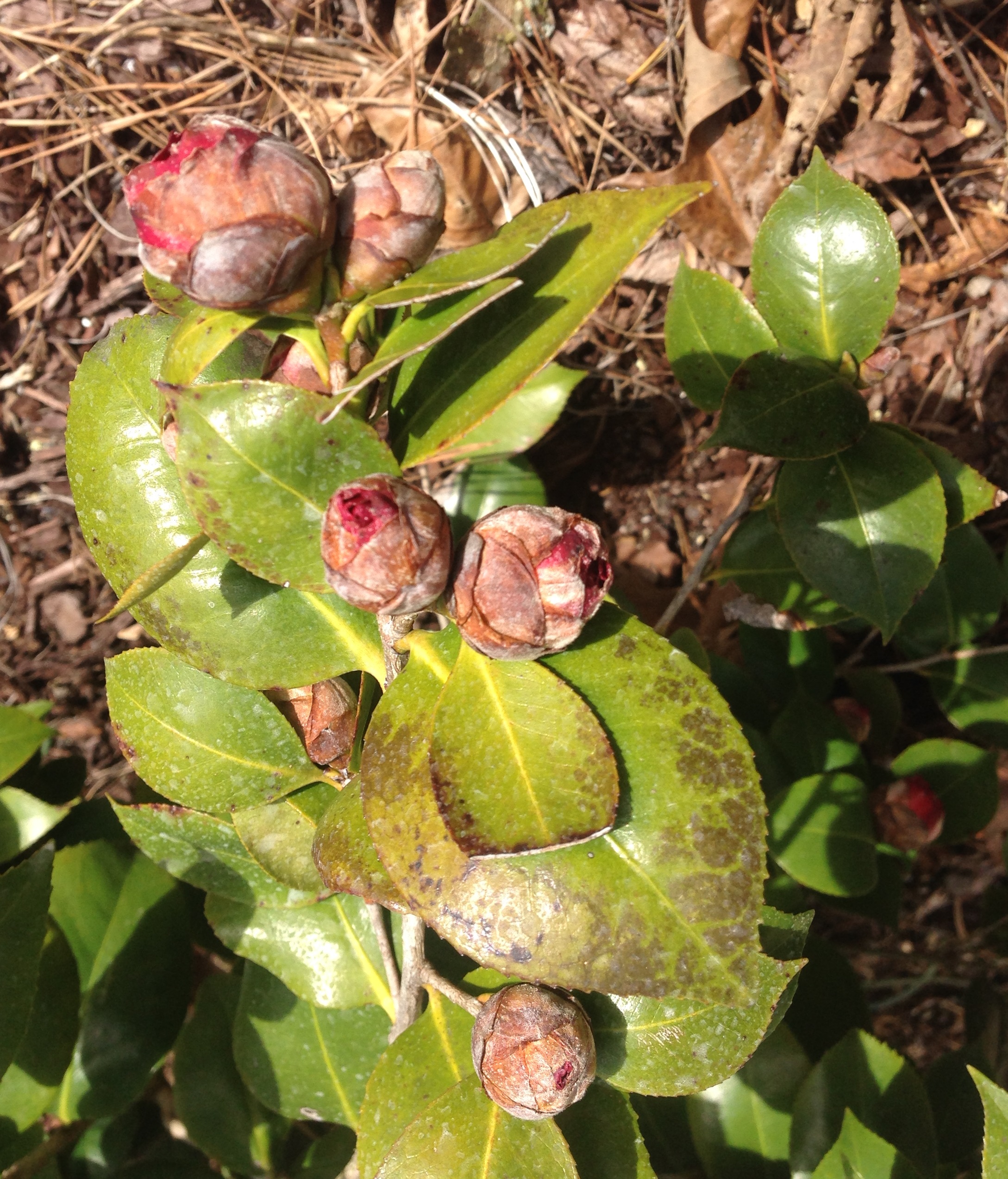 Camellia Freeze Damage to Leaves Walter Reeves The Gardener