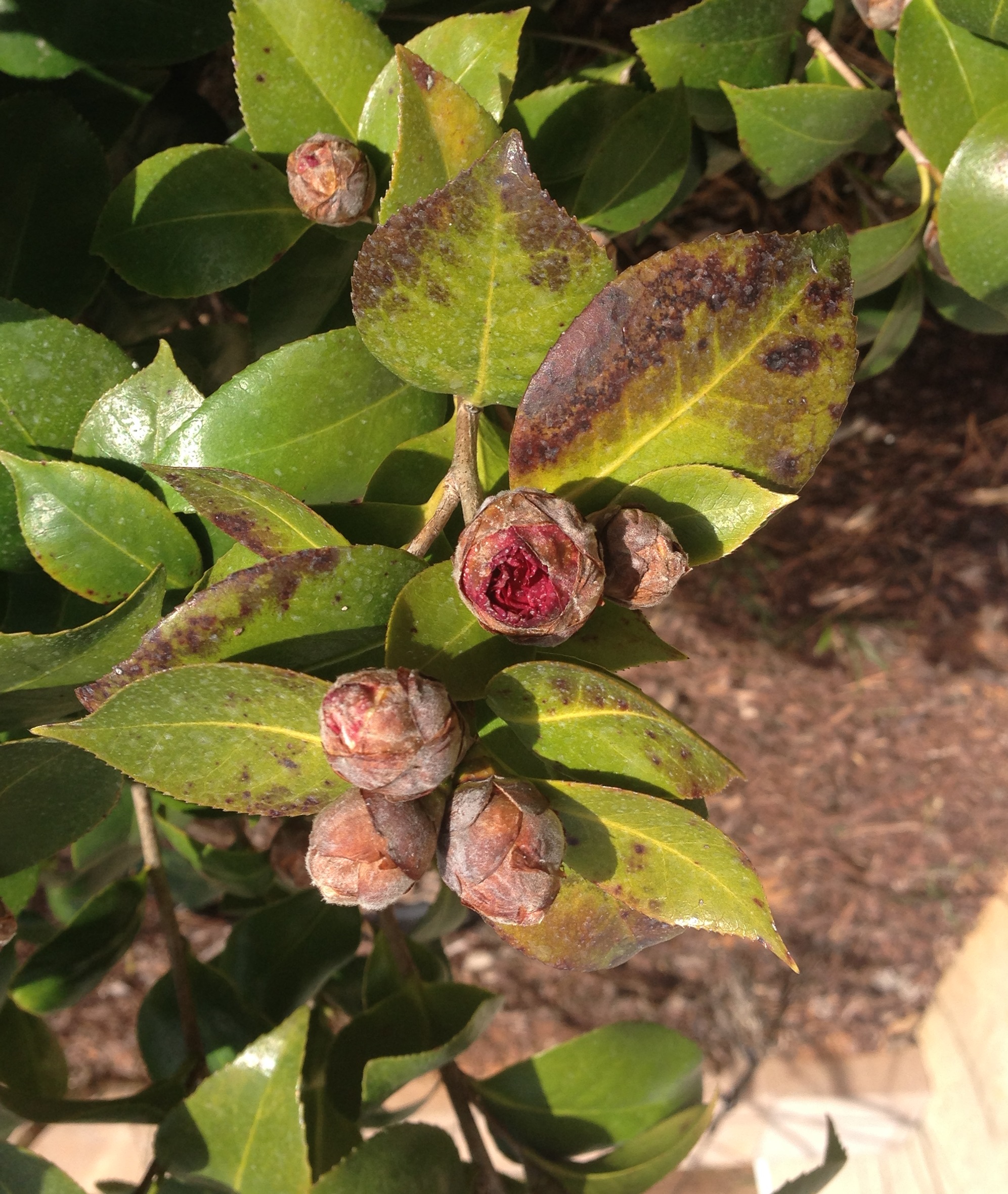 Camellia Freeze Damage to Leaves Walter Reeves The Gardener