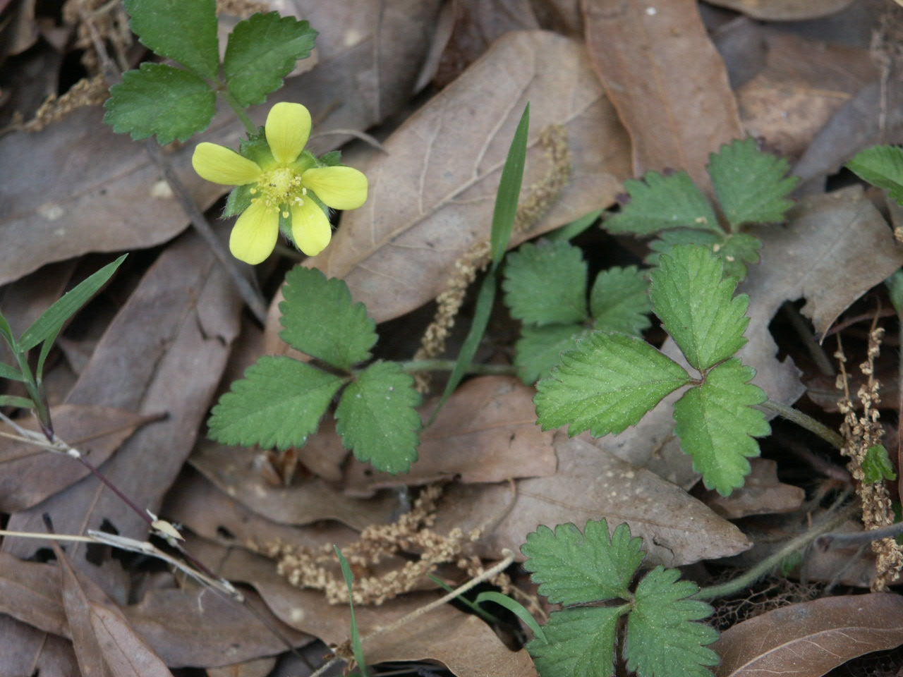 Wild Strawberry (Indian Mock Strawberry) Identification Walter