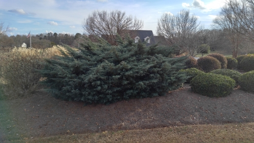 Juniper Pruning A Large One Walter Reeves The Georgia Gardener