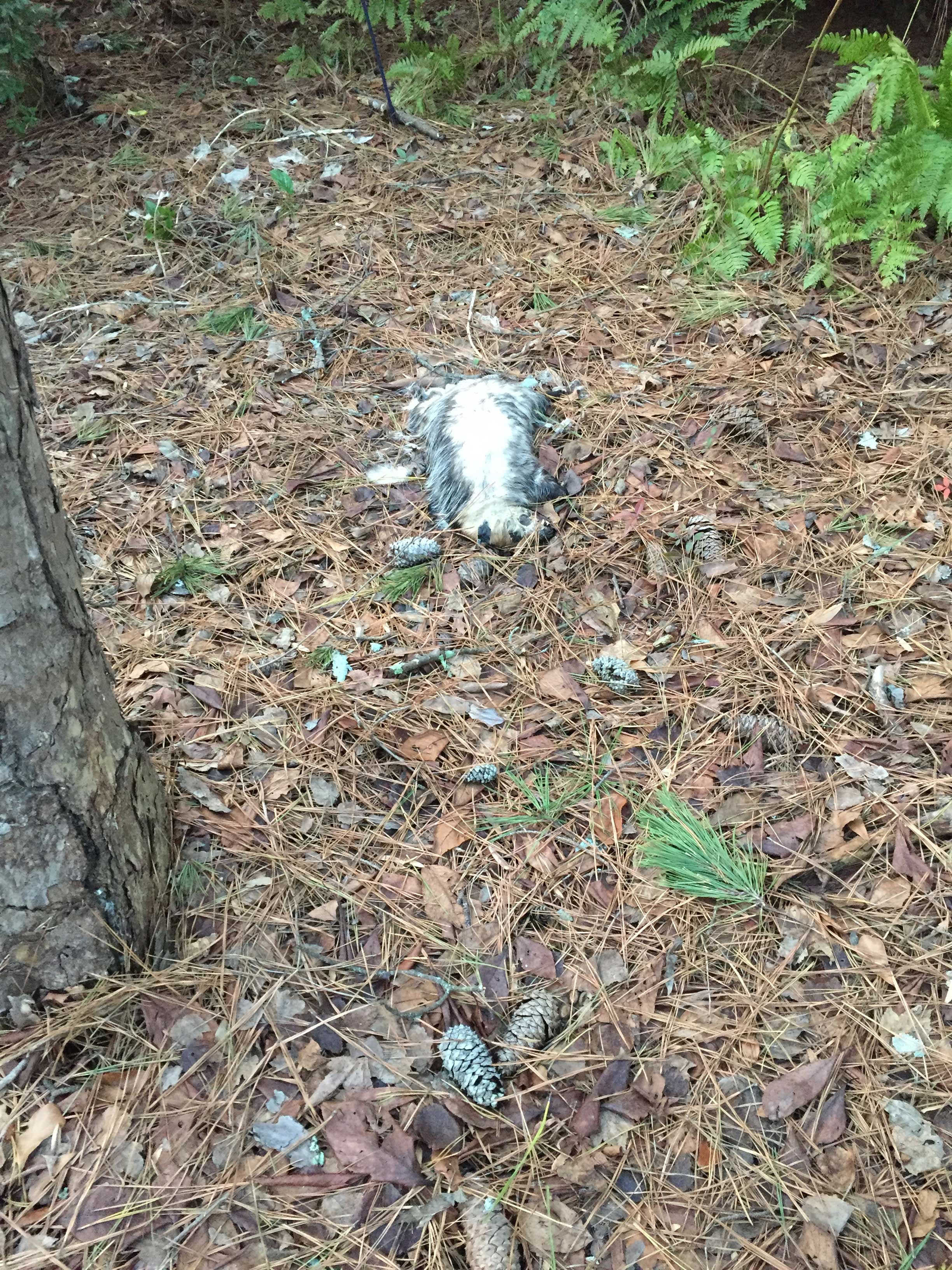 possum dead 1 « Walter Reeves The Gardener