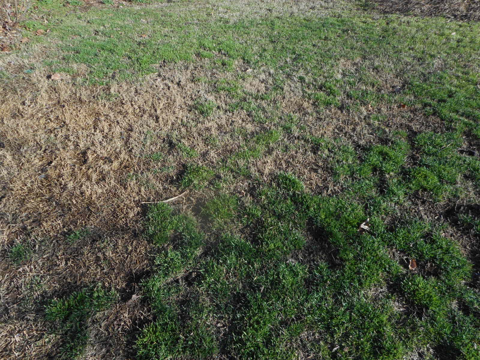 Zoysia Weeds After Dog Arrives Walter Reeves The Gardener