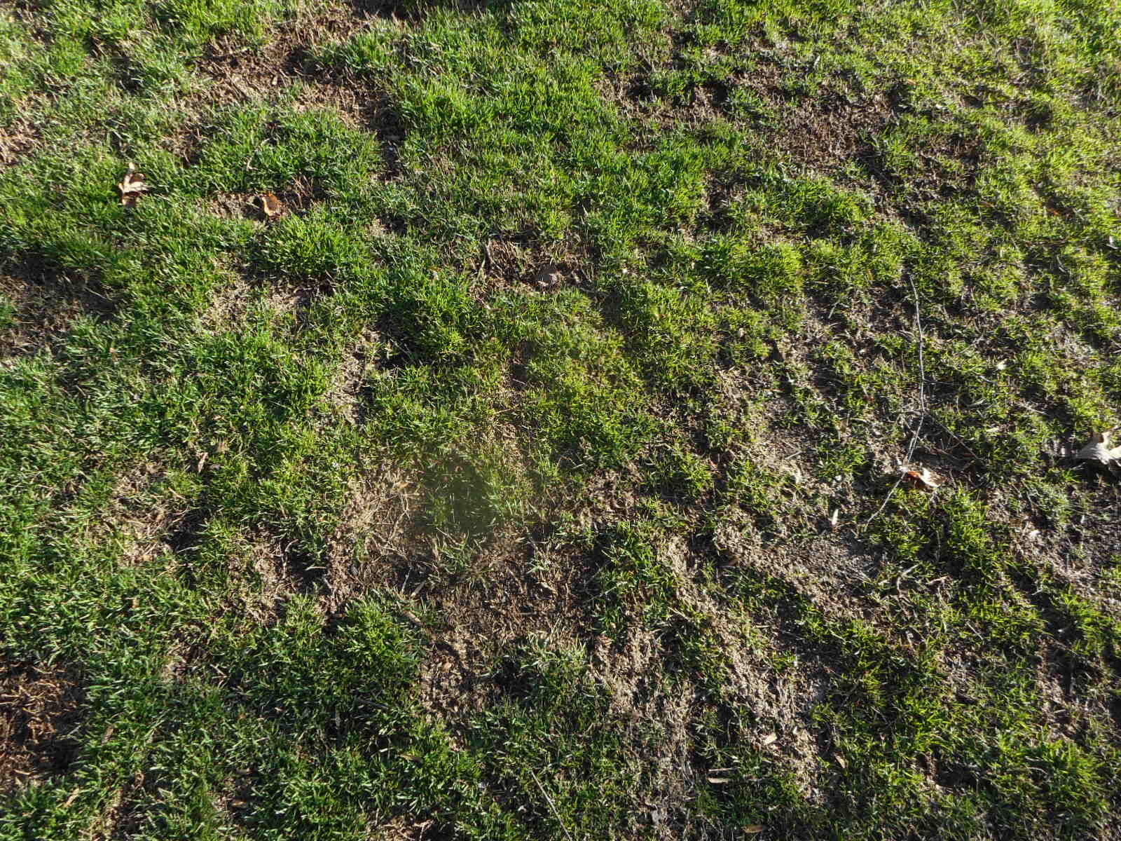 Zoysia Weeds After Dog Arrives Walter Reeves The Gardener