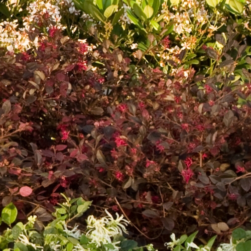 Boxwood Alternative Shrubs Walter Reeves The Gardener