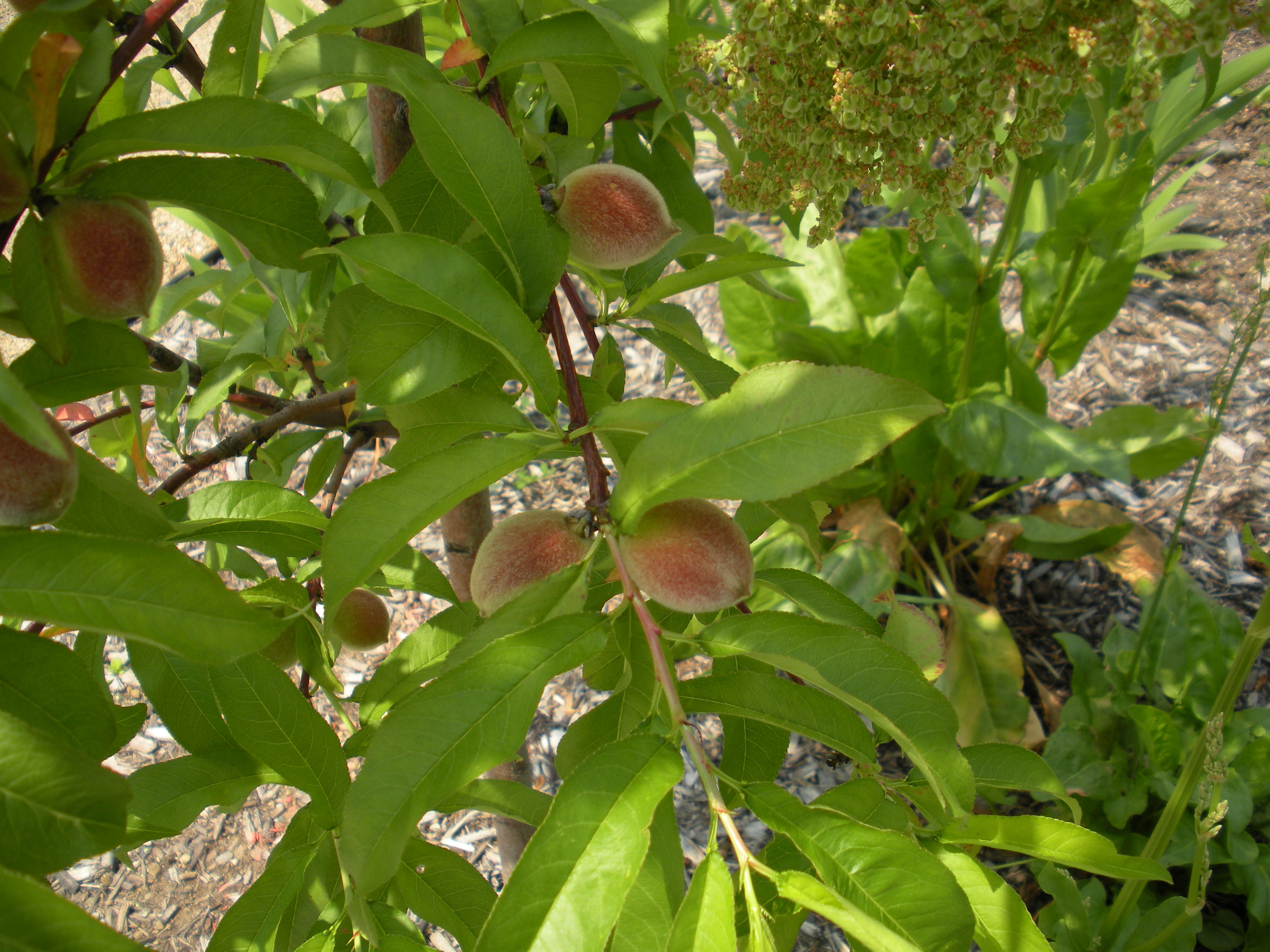 peach young « Walter Reeves The Gardener