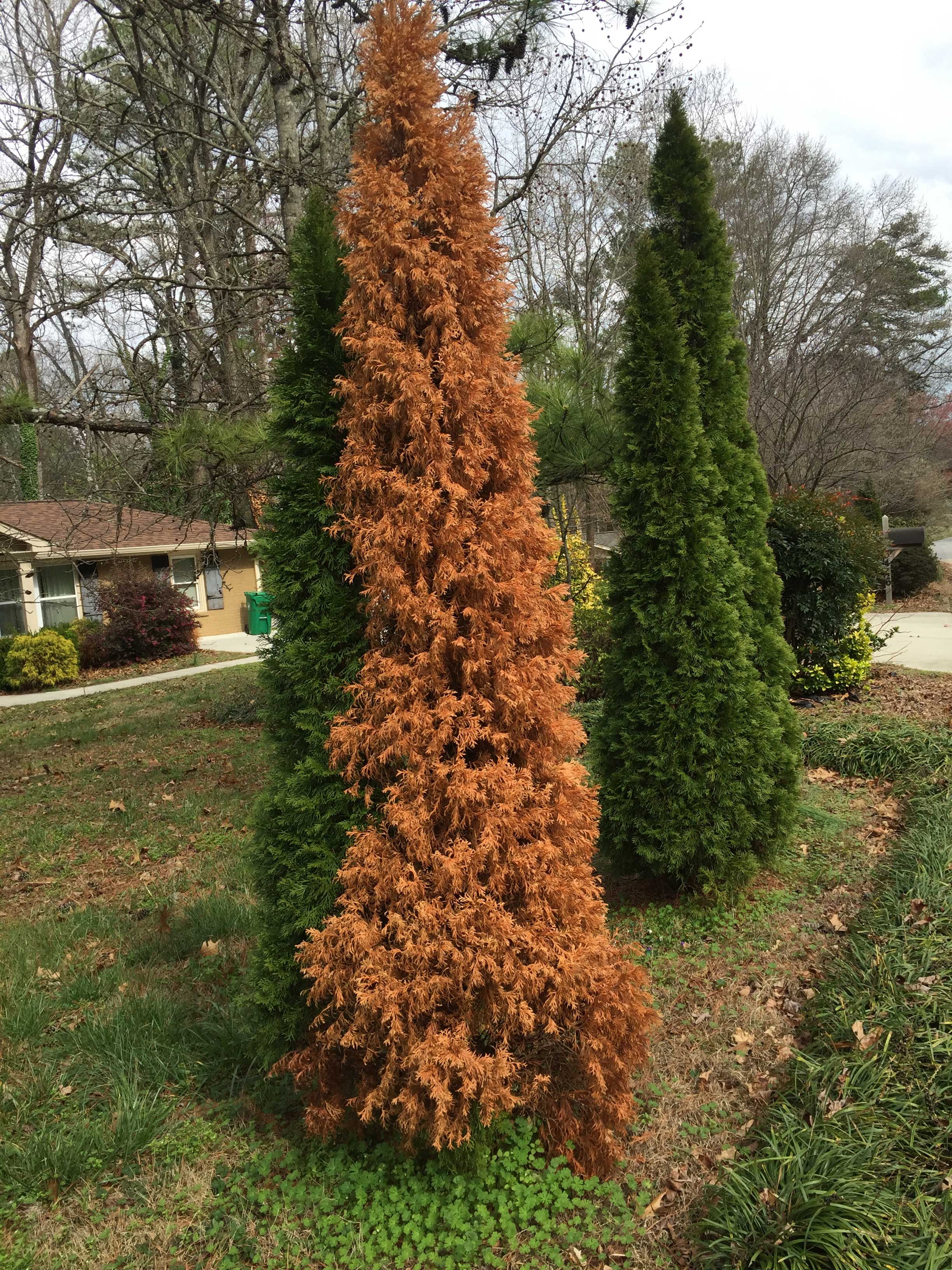 arborvitae drought 1 « Walter Reeves The Gardener