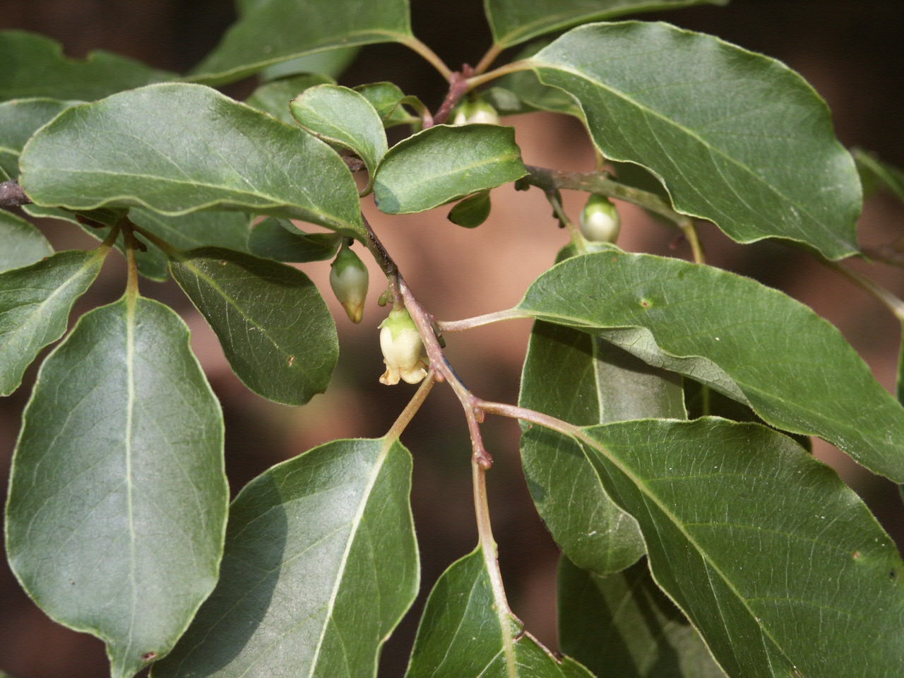 persimmon male flower « Walter Reeves The Gardener
