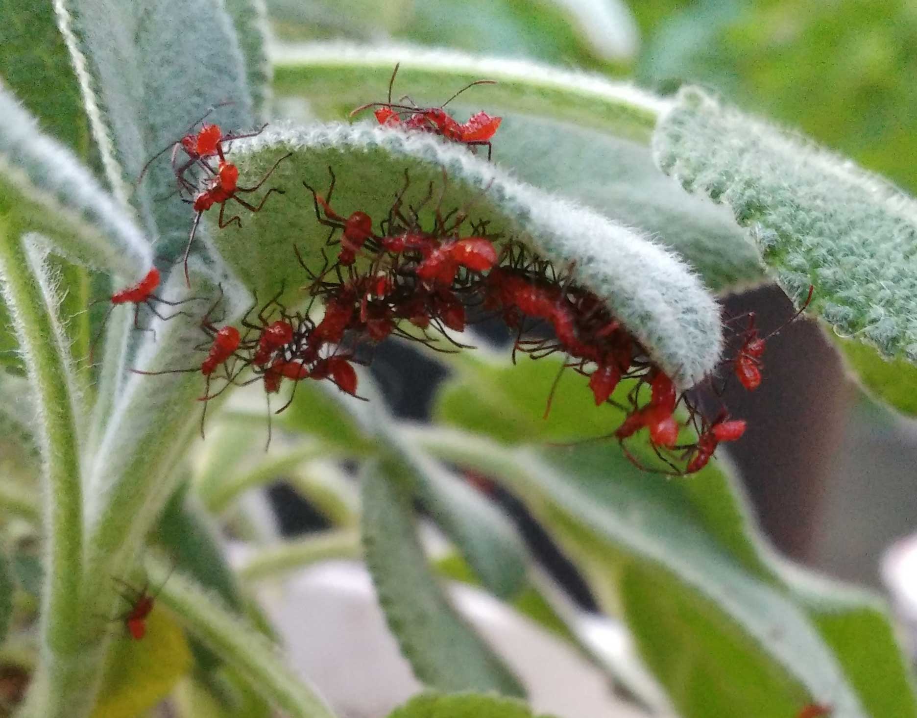Red Insects On Plants in Spring (wheel bug vs leaf Red Insects On Plants in Spring (wheel bug vs leaf