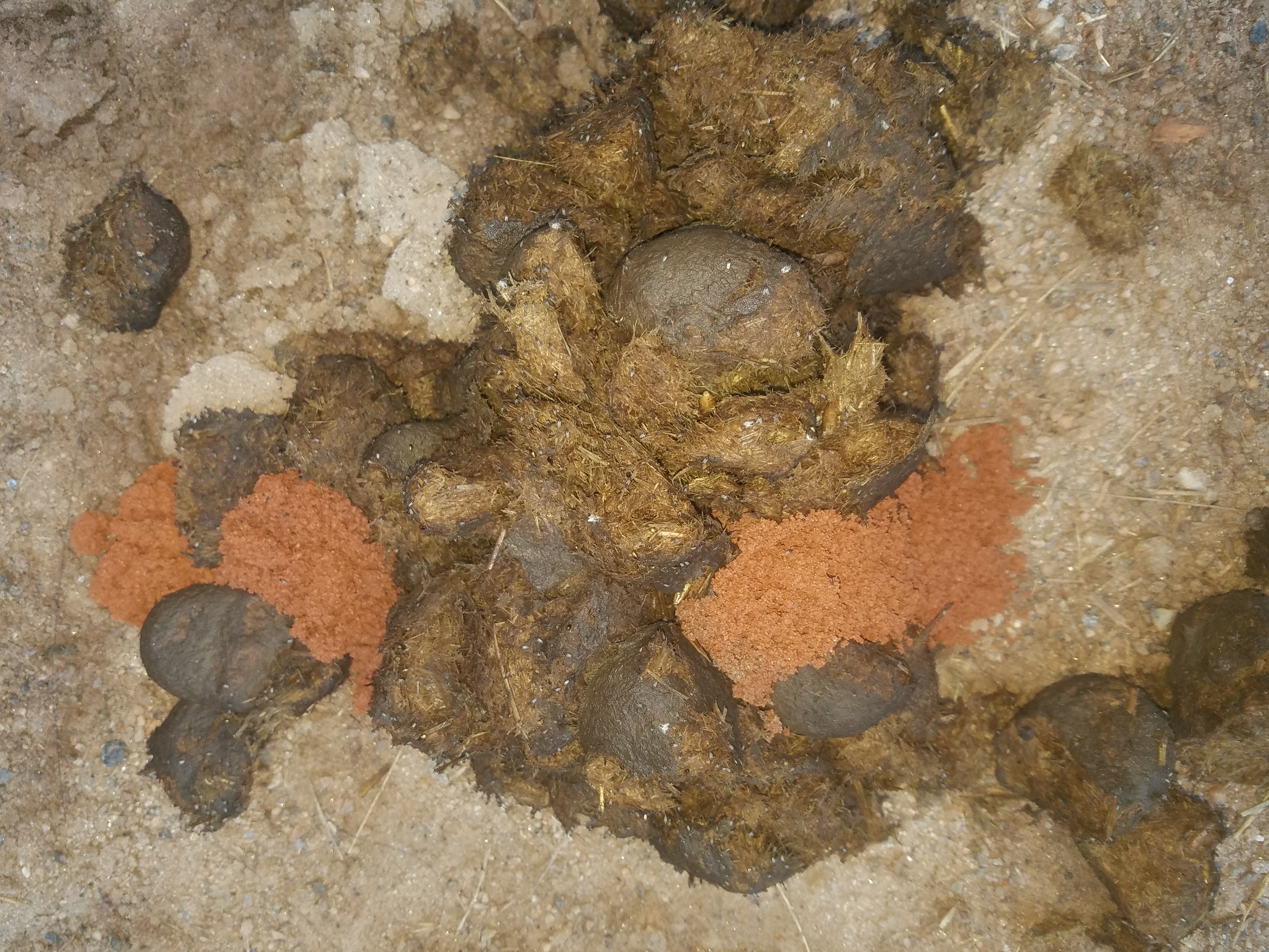 Horse Manure Dung Beetles Walter Reeves The Gardener