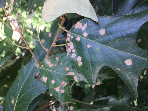 Oak Leaf Spots – Tubakia | Walter Reeves: The Georgia Gardener