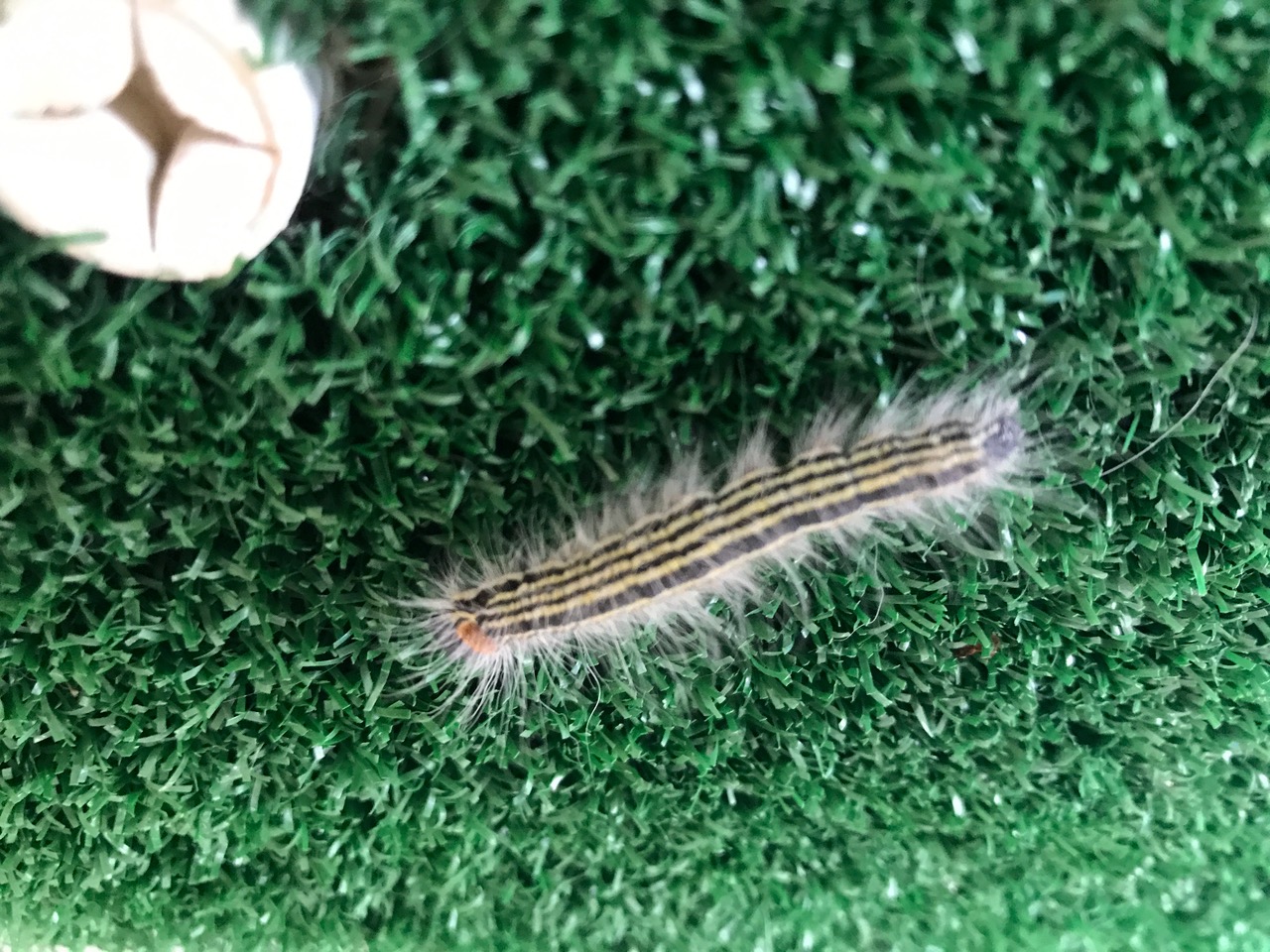 Dantana Caterpillar Feeding on Oak Leaves Walter Reeves The