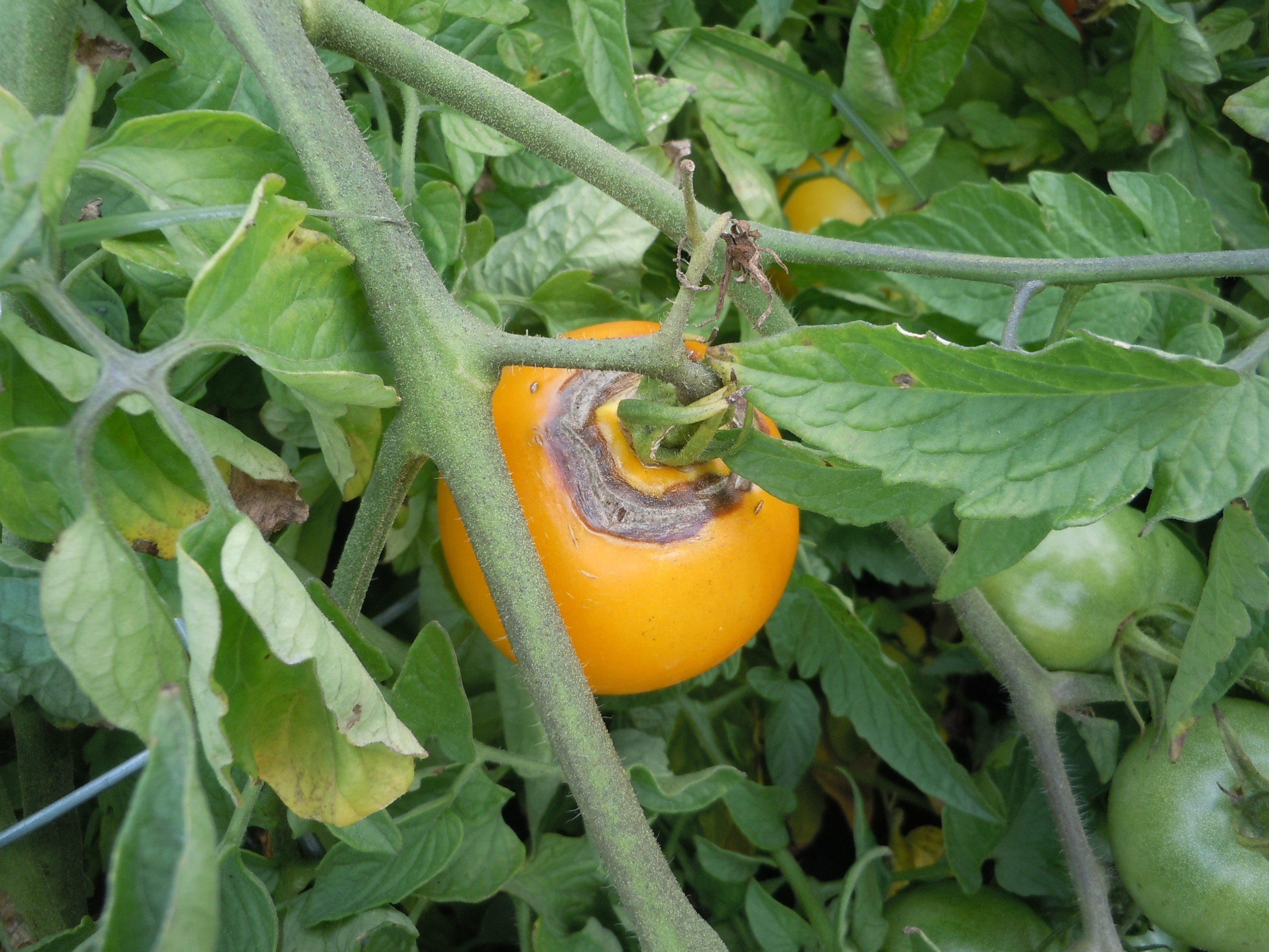 tomato cracking (2) « Walter Reeves The Gardener