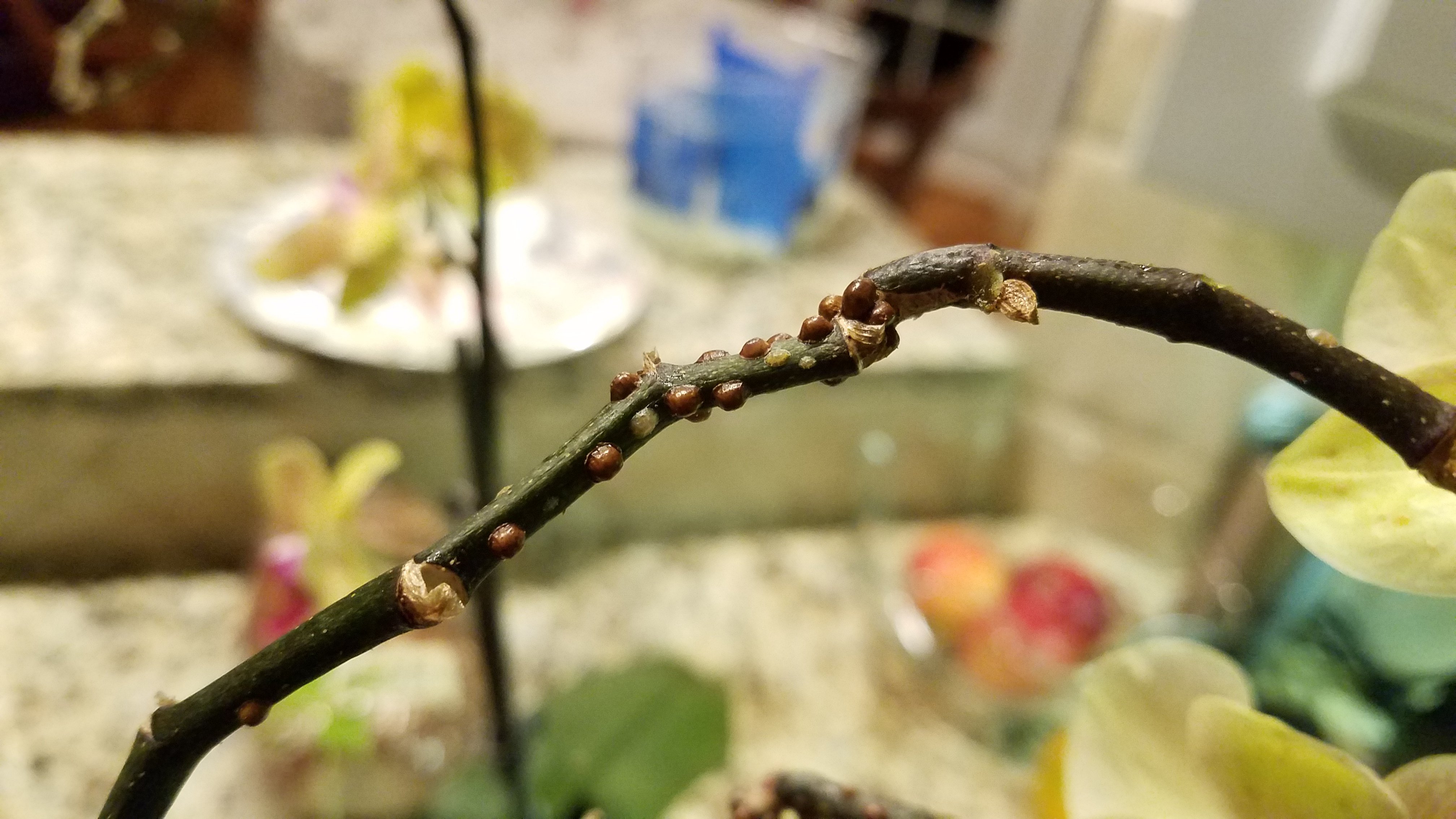 Orchid Scale on Stem Walter Reeves The Gardener