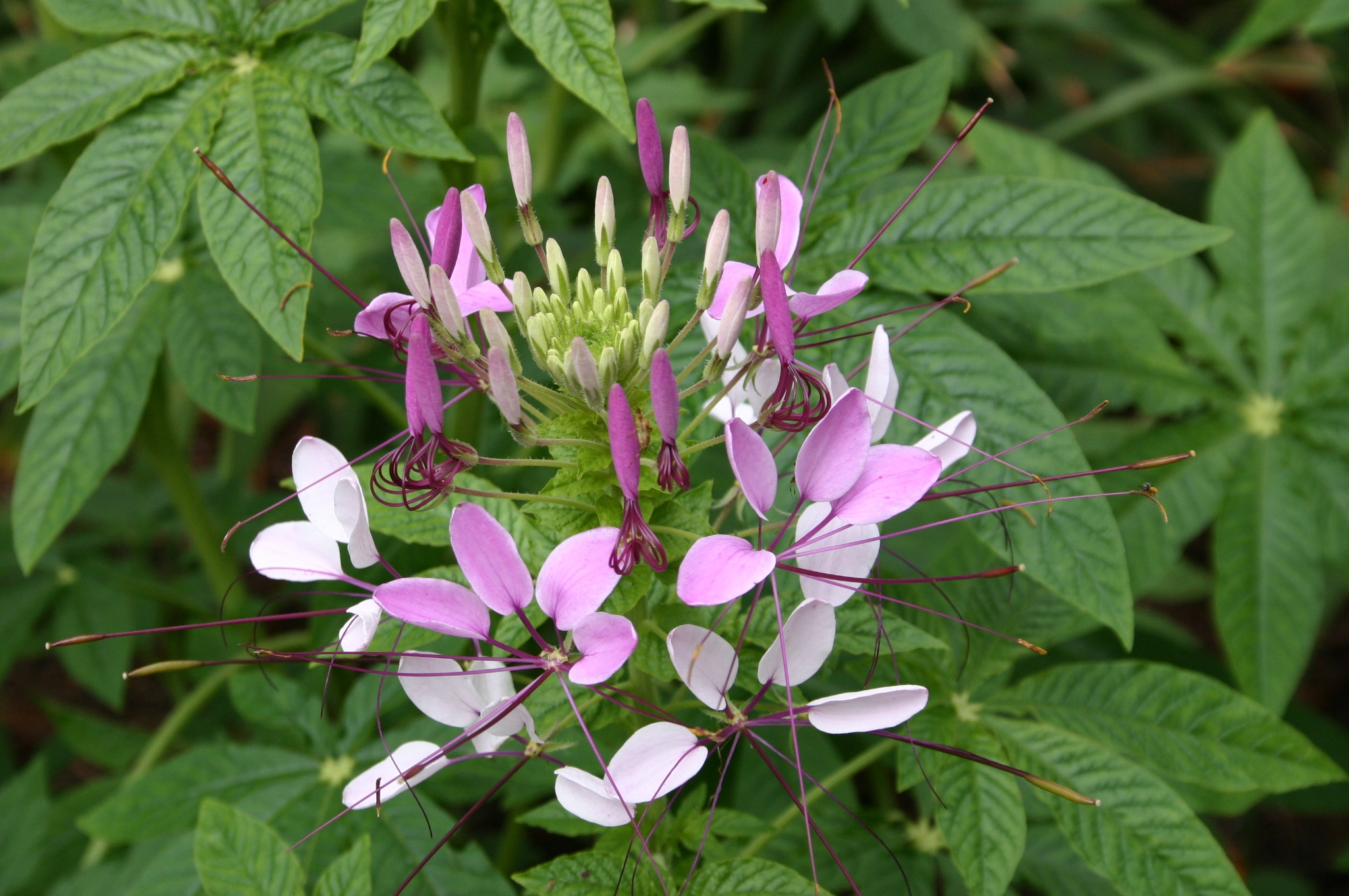 Plants Whose Leaves Resemble Marijuana Walter Reeves The