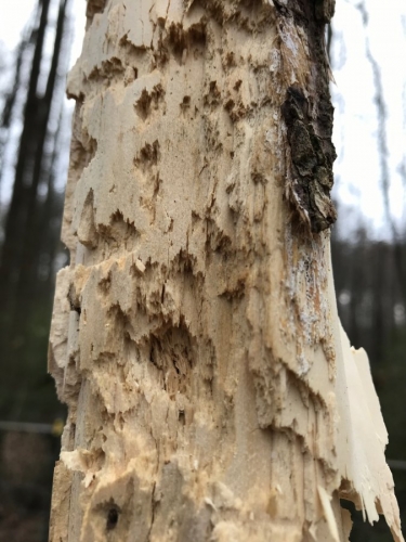 Woodpecker – Damage to Dead Tree | Walter Reeves: The Georgia Gardener