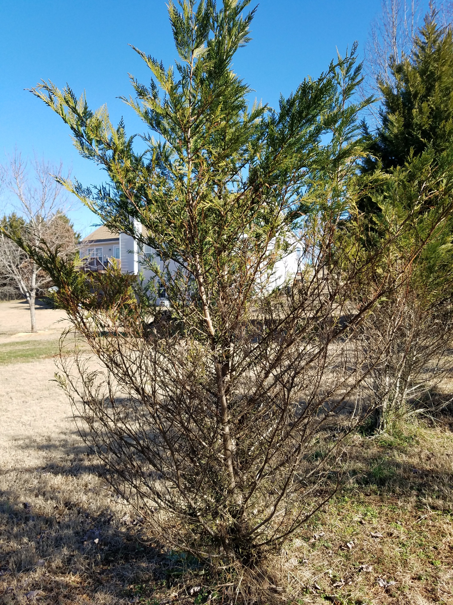 Needle blight on leyland cypress earlyright