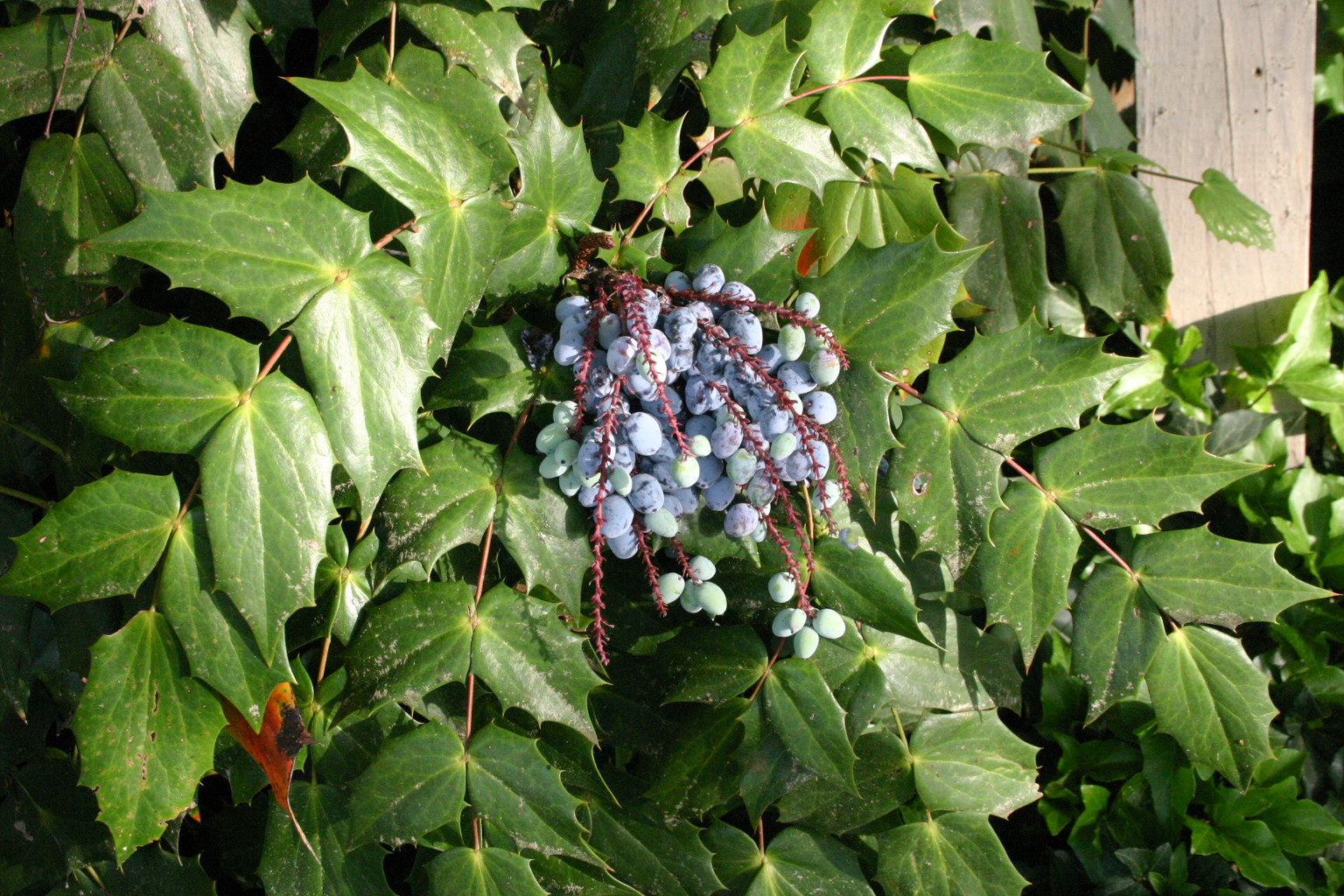 Mahonia Berries Edible? Walter Reeves The Gardener