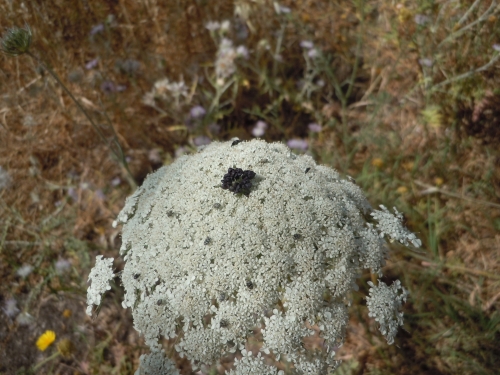Hogweed Vs Queen Anne S Lace Walter Reeves The Georgia Gardener