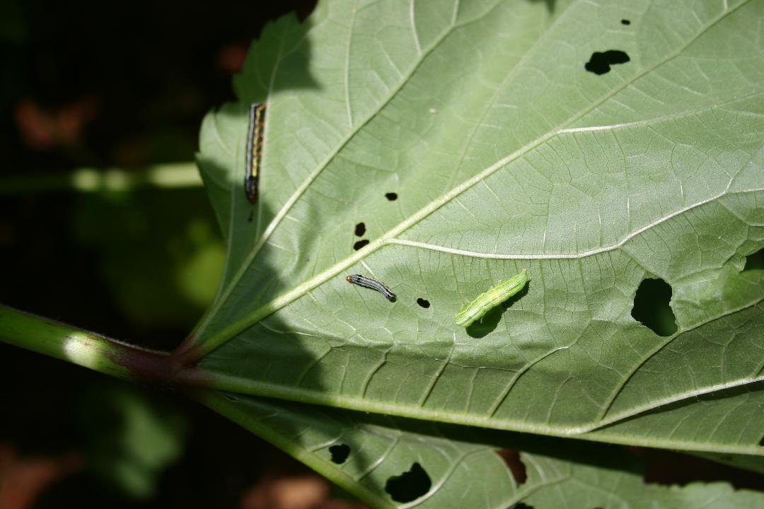 Okra Holes in Leaves (Hibiscus Sawfly) Walter Reeves The