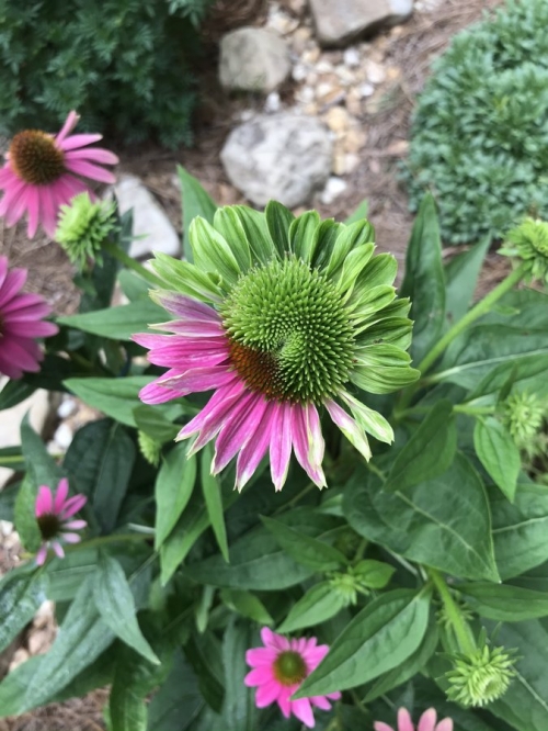 Coneflower Aster Yellows vs Coneflower Rosette Mite Walter Reeves