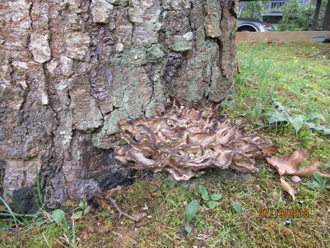 Mushroom at Base of Tree Walter Reeves The Gardener