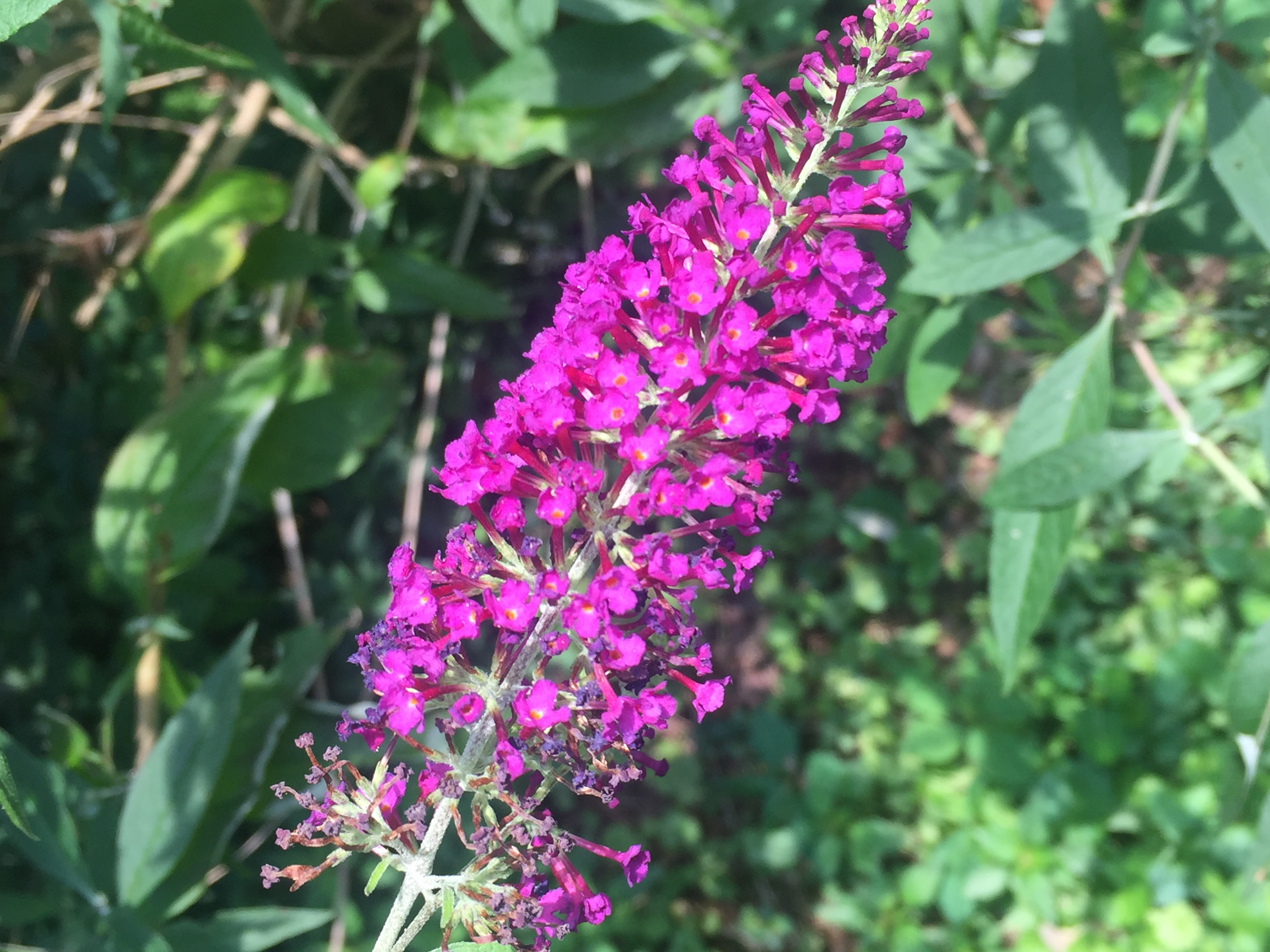 Butterfly Bush Invasive or Not Walter Reeves The Gardener