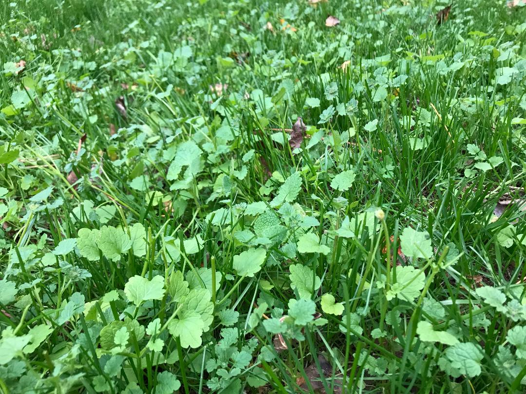 Weeds In New Fescue Controlling Walter Reeves The Georgia Gardener weeds-in-new-fescue-controlling-walter-reeves-the-georgia-gardener