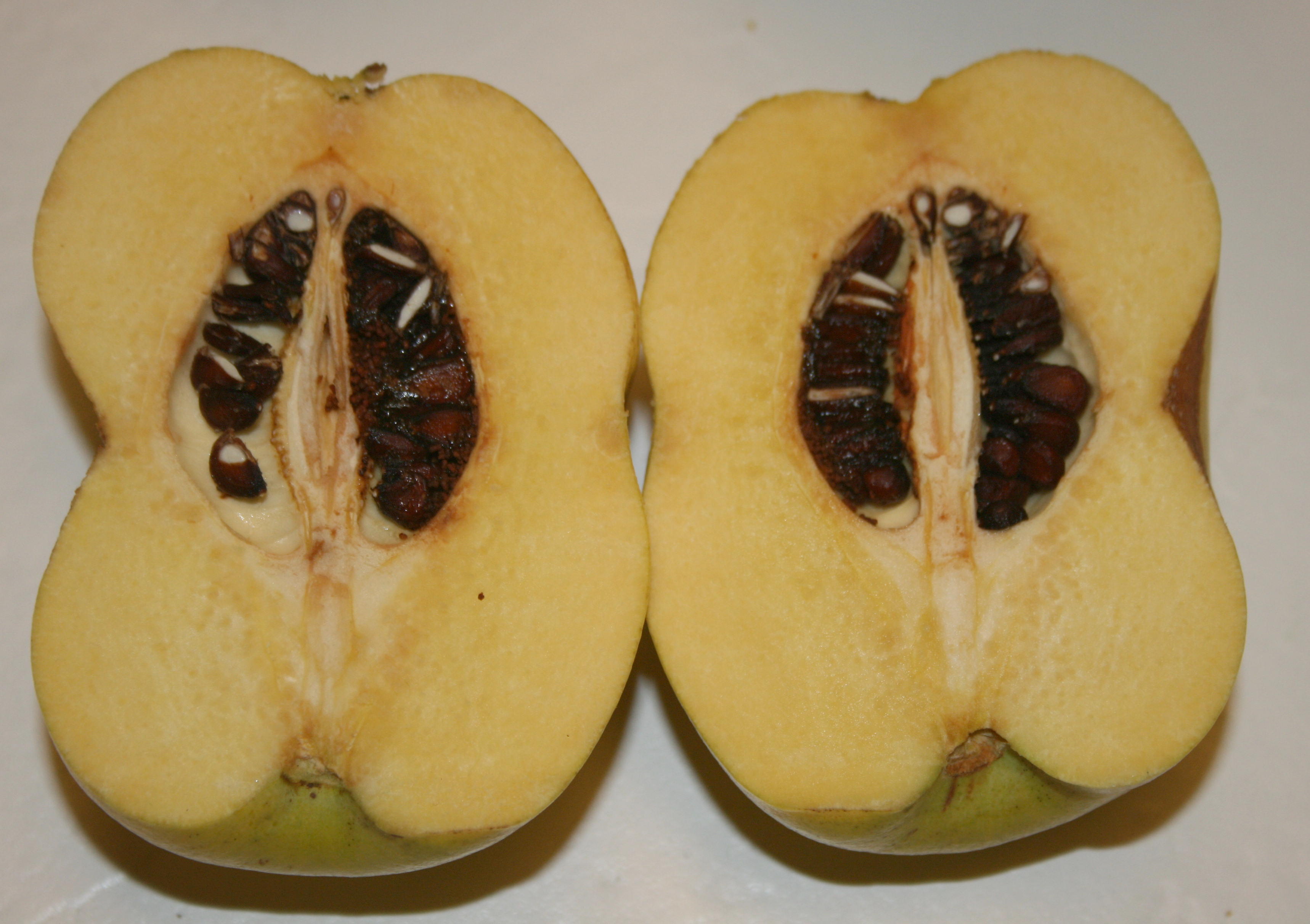 Chinese Quince (Quincedonia) Description Walter Reeves The