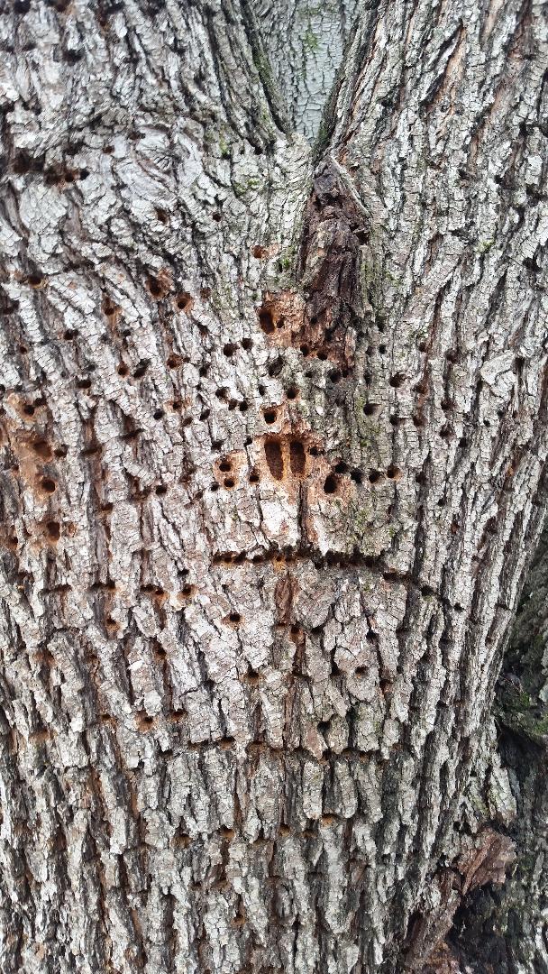 Remove Tree After Sapsucker Damage? Walter Reeves The