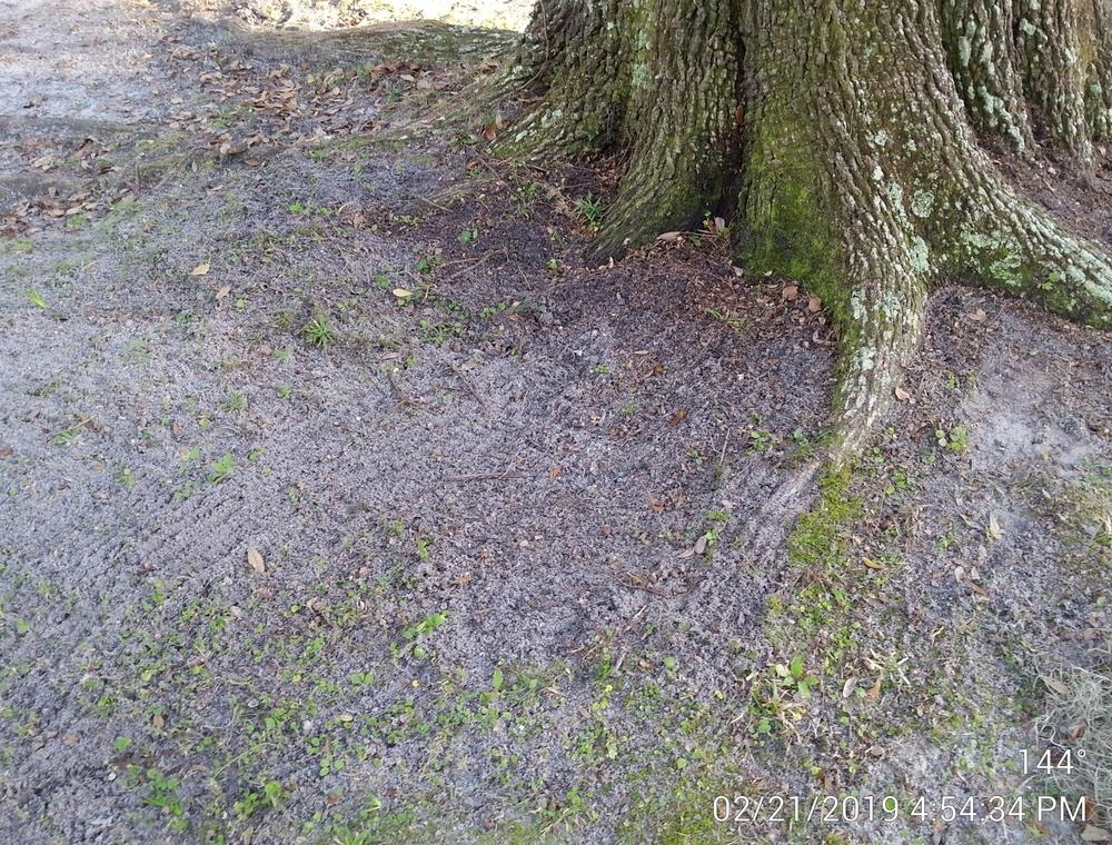 Planting Under Live oak Walter Reeves The Gardener