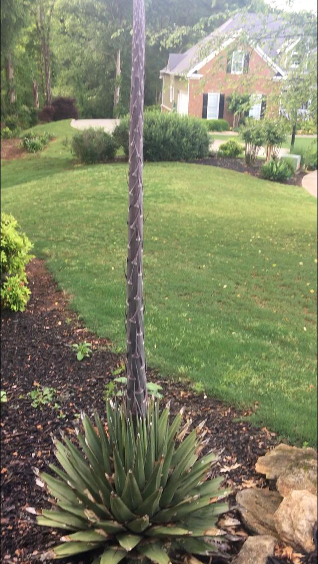 Agave (Century Plant) blooming Walter Reeves The Gardener