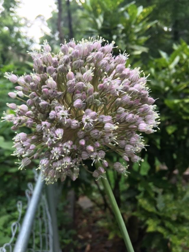When to harvest garlic Walter Reeves The Gardener