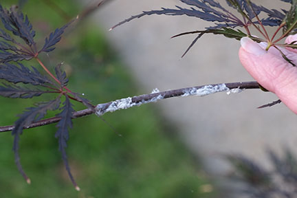 White sticky stuff on Japanese maple branches – Planthoppers | Walter