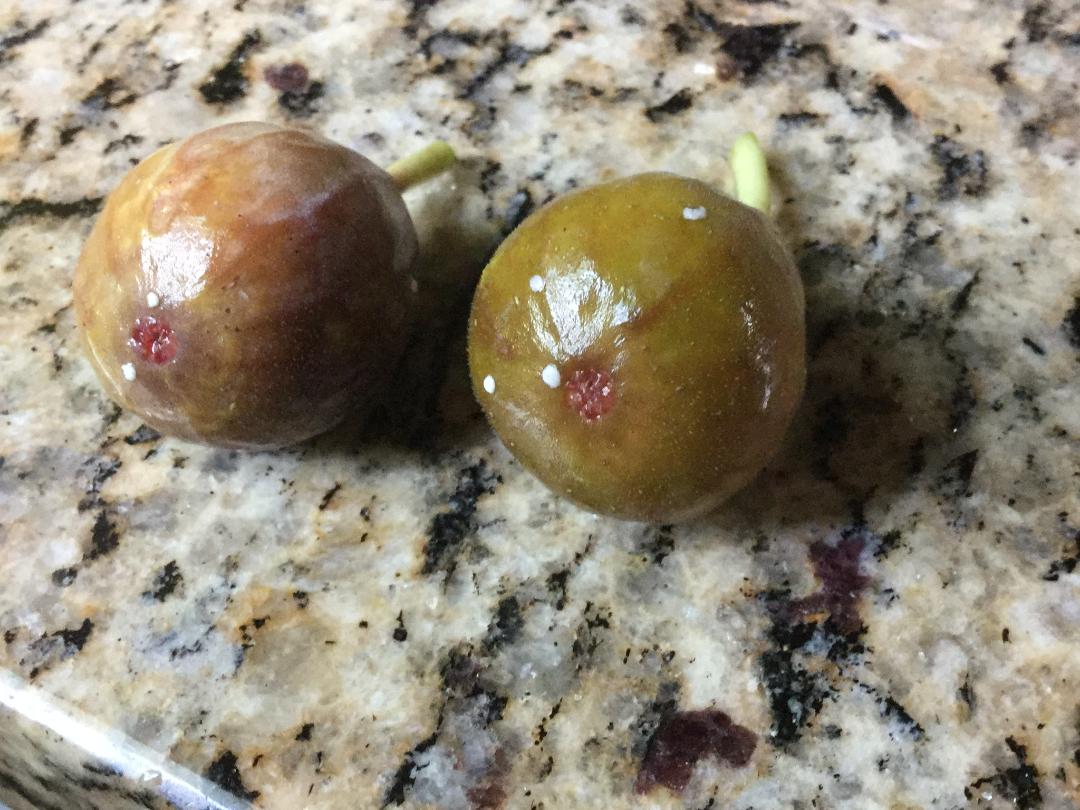 Is white sap on fig fruit harmful? Walter Reeves The Gardener