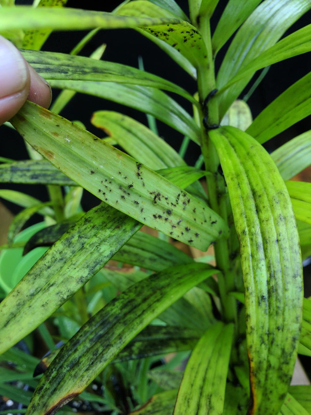 Bugs dying under lily leaves | Walter Reeves: The Georgia Gardener