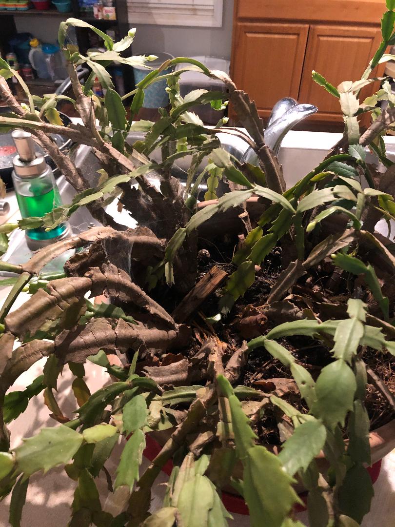 Christmas Cactus has brown stalk Walter Reeves The Gardener