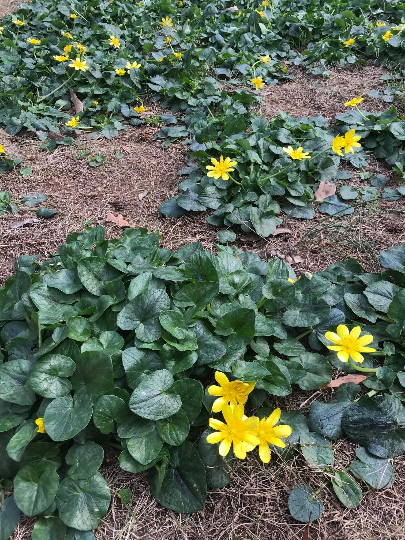 Lesser celandine (Fig Buttercup) Control Walter Reeves The