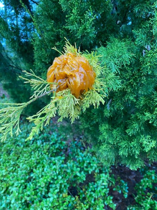 Gooey orange glob on cedar tree Walter Reeves The Gardener