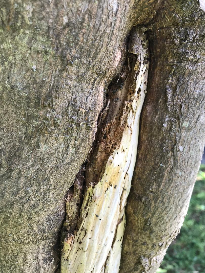 Tree healing after wound Walter Reeves The Gardener